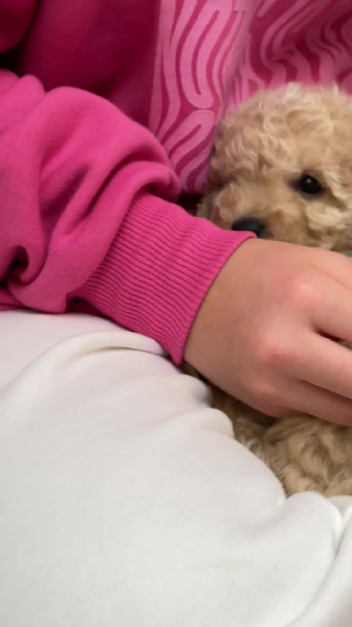 Cachorro en brazos de su tutora
