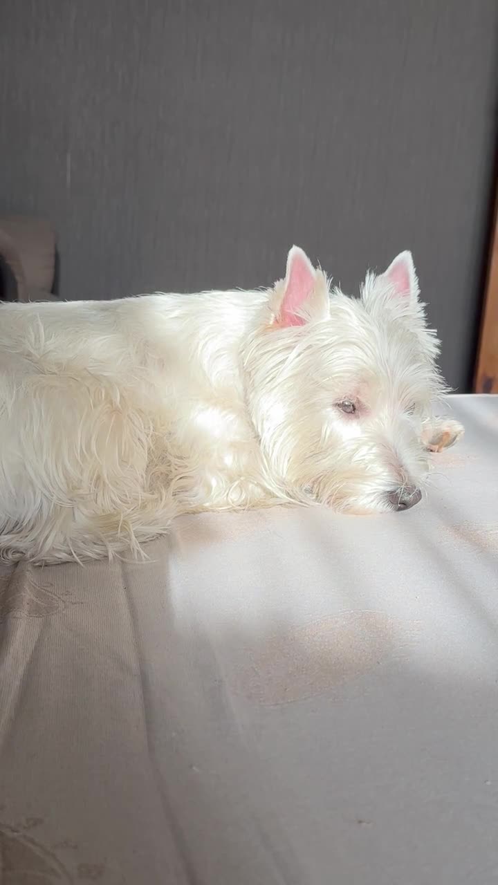 Perro descansando tranquilo en casa